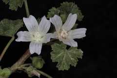 Malva neglecta